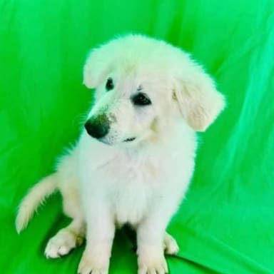 Achat d'un chien pour formation handi