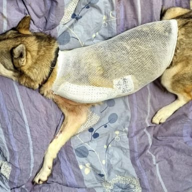 Soutien à Laika , husky errante, abandonnée, chassée et blessée par arme à feu.