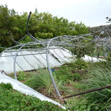 Replantation de fruitiers après la tempète Ciaran
