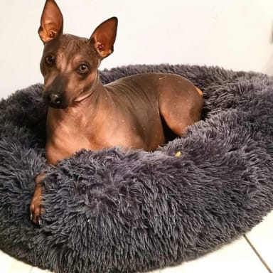 Aidons Ratus à combattre son lymphome 😔💙