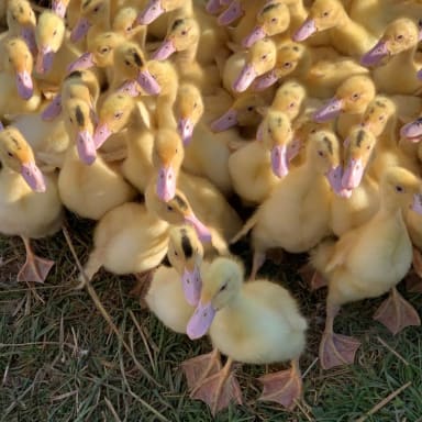 Sauvons notre ferme "Les Canards de la Margeride"