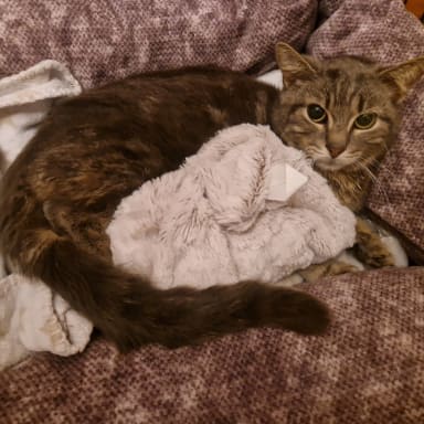 Soins baika-chats