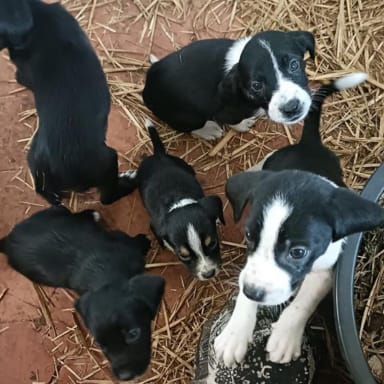 Bébés d'Olive & Orbe