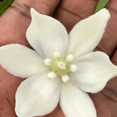 Voeux du nouvel an du jardin botanique du desert la Desirade. (cf description)