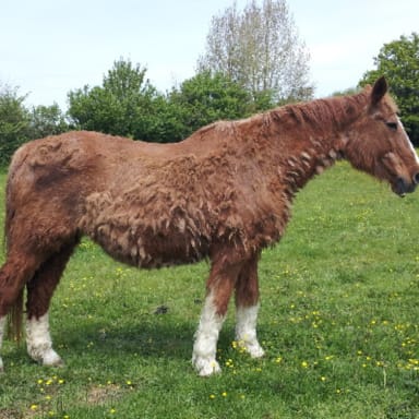 Opération pour mon cheval "Pegador"