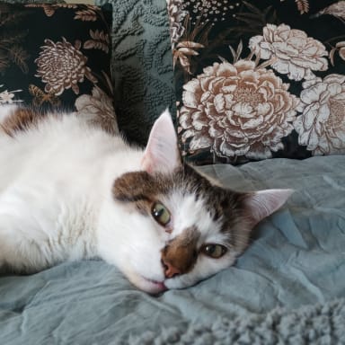 Aide pour notre chat Enzo