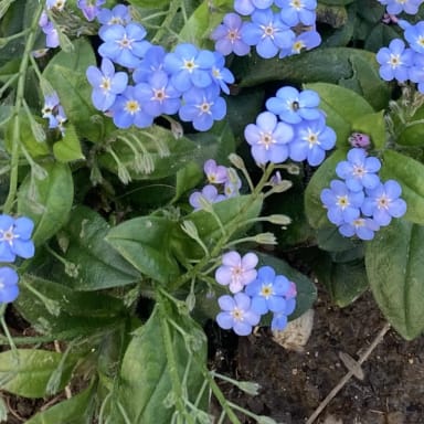 Des fleurs pour Lancelot