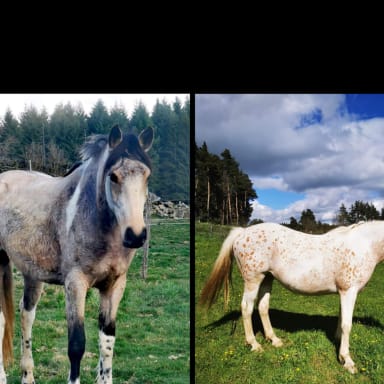 Pour que Lillybelle et Cheyenne ne soient pas saisies et vendues aux enchères
