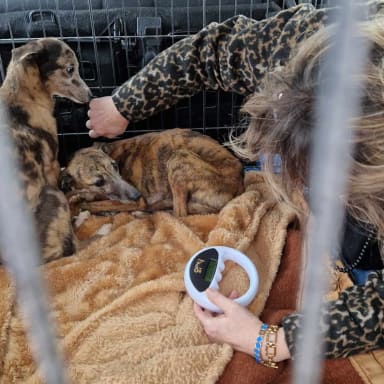 Appel à l'aide pour Mouna, petite whippet de 7 ans en clinique actuellement