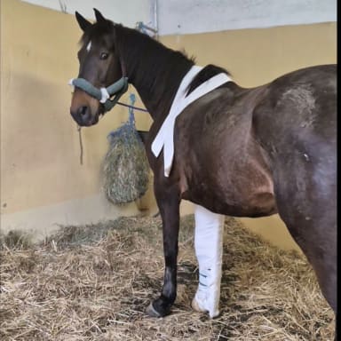 Une aide pour les soins médicaux de mon cheval