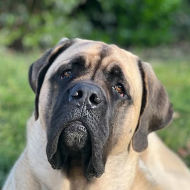 🆘 Opération d’urgence pour Sumo : Aidez-le à marcher à nouveau ! 🆘🐾