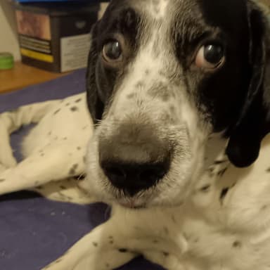 Retirer mon chien de la fourrière