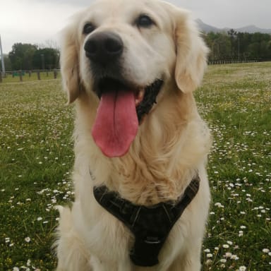 Marley mon golden
