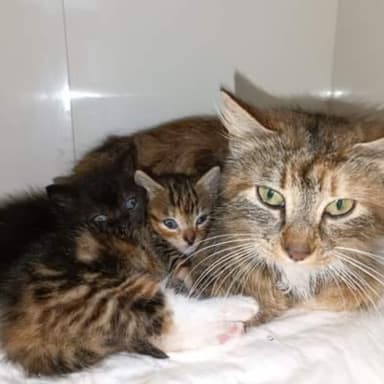 Cagnotte pour acheter des boîtes de pochons whiskas junior en gelé