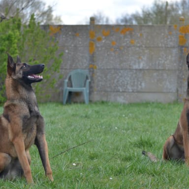 Bien être des chiens de Police du 35