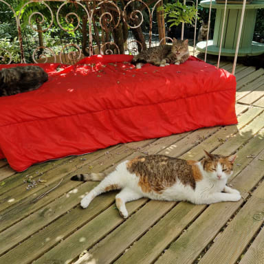 Cagnotte solidaire Au Bonheur Des Chats de Darnétal