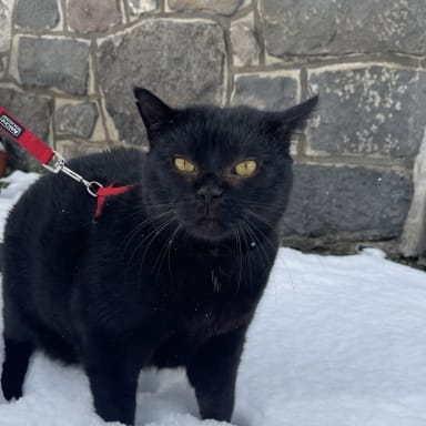 Aidez-moi à participer au frais pour avoir tenter de sauver mon Mouky 🖤