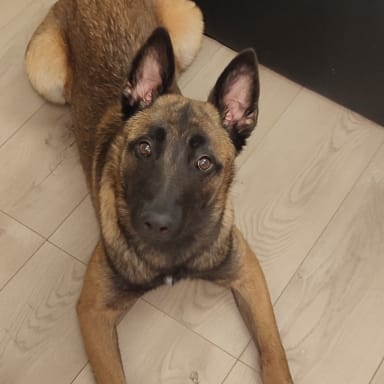 Aide pour Simba