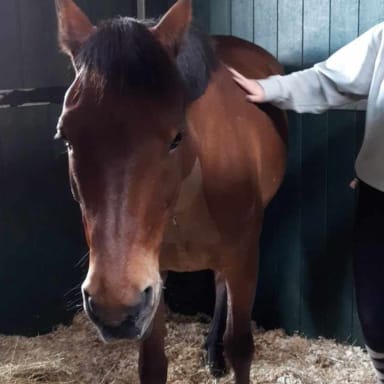 Pour Max 🐴🥔❤️‍🩹