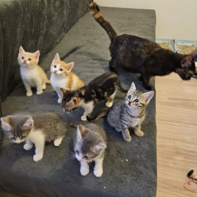 SOS DES CHATS TRAPPES