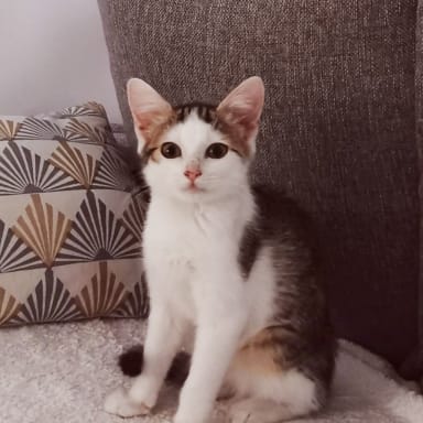 ❤️ Pour sauver Maya ❤️