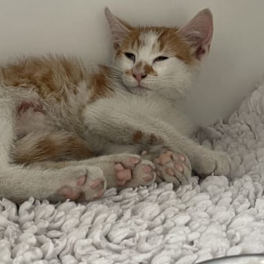 Petit chaton sauvé d’une attaque de chien