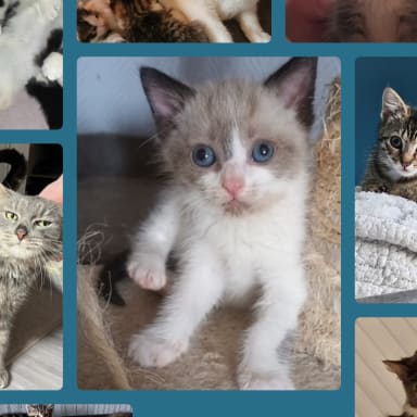 Jules,seven,Nala et tous les autres..