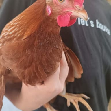 1€ = 360 poules pour faire éclore un nouveau départ