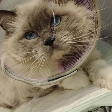 Sissi, ma chatounette