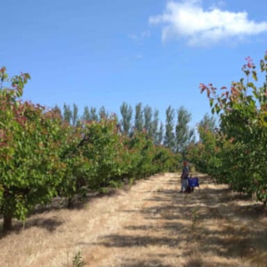 Soutien Jeune Agriculteur BIO