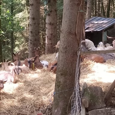 Nourrir et soigner les animaux du refuge Ulyan