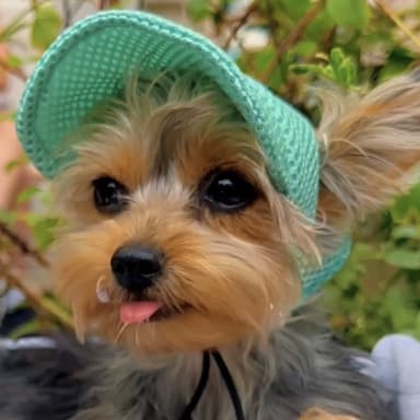 Solidarité, pour un amoureux, des chiens, besoin de votre aide ❤️🙏🏽