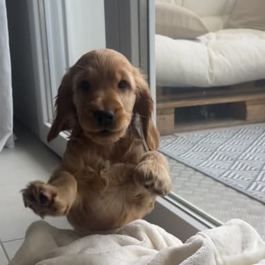 Pattes en chantier : à l'aide pour Milo le cocker cascadeur.