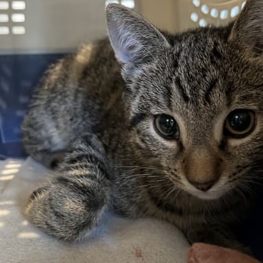 Aidez notre petit chaton à se rétablir !