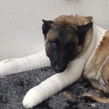 Rivka - Malinoise qui présente un handicap locomoteur lourd