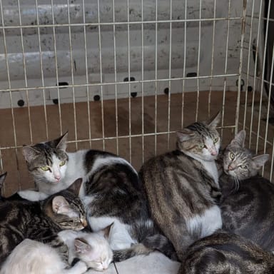 SAUVETAGE DES 23 CHATS AVEC LES POMPIERS