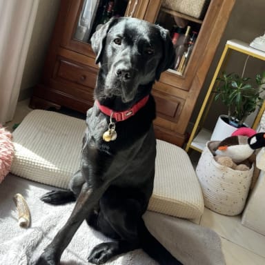 Aidons Ramsès (chien guide) à poursuivre son combat!!!