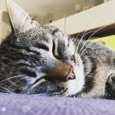 Prothèses pour Pépito