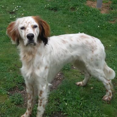 Aidons Ghizmo à retrouver la lumière ! 🐕