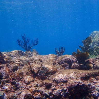 Plongez avec la MJE LILO pour préserver la biodiversité marine ! 🪼🪸
