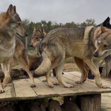 Agrandir l’enclos des Chien Loups