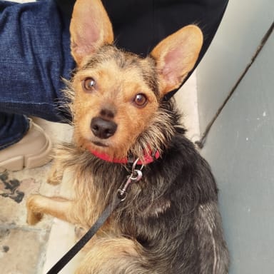 Urgence pour Balou : une opération pour lui sauver la vie