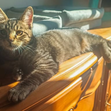 Collecte de fonds pour les animaux des Naufragés d'Oléron et d'Ailleurs