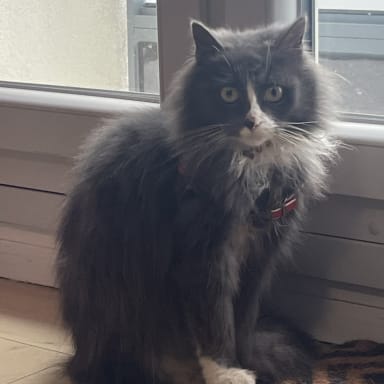 Aide aux frais vétérinaires du petit chat gris angora du centre ville