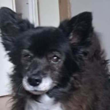 Aidez nous à sauver Chipie