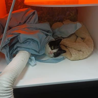 Lucie ne doit pas mourir
