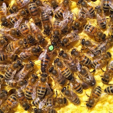 J'ai besoin de vous pour reconstituer mon cheptel d'abeilles et ruches