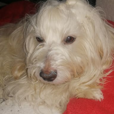 Aidez moi à sauver mon chien 🙏