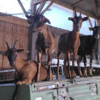 Pour sauver la ferme de nos parents