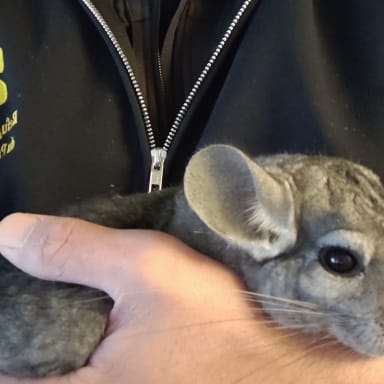 Financement véhicule de transport animalier pour le refuge